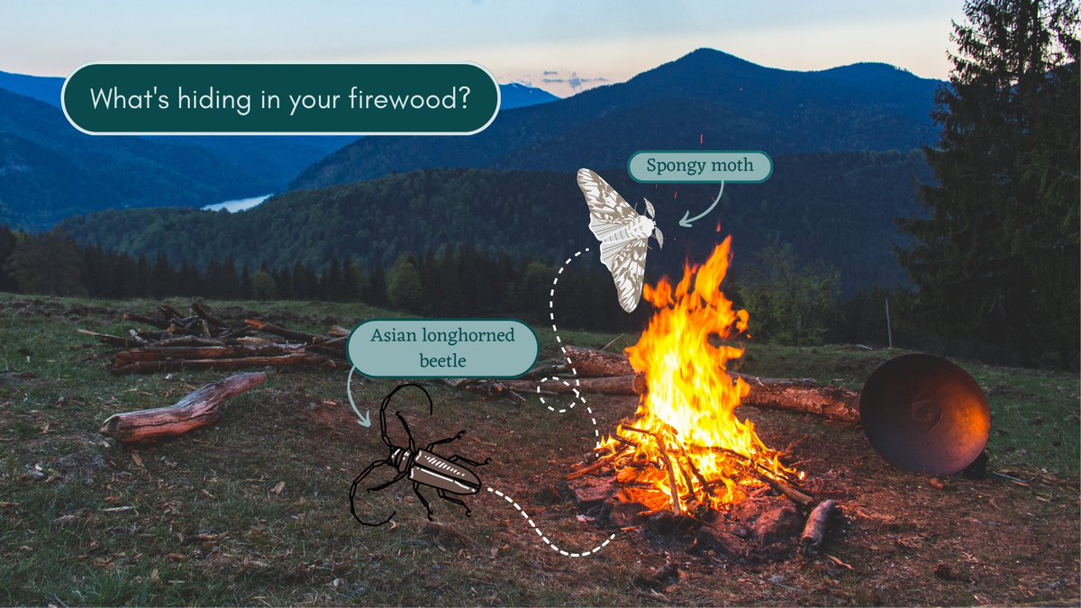LRinvasives's tweet image. Heading home from your long weekend camping trip? 

Remember, #LeaveNoTrace and avoid transporting firewood!🔥 Invasive species can hitch a ride, posing a threat to biodiversity. 🪲

By choosing to #BuyLocalBurnLocal you're doing your part to protect our province's ecosystems.