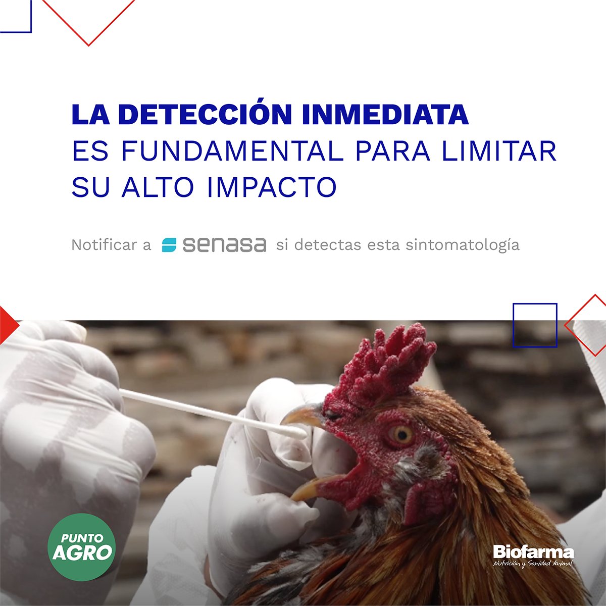 puntoagrocomar's tweet photo. Influenza Aviar 🐓

¡Te compartimos más información respecto al tema en nuestro Instagram! 🤳

https://t.co/OL3MiOiLsj https://t.co/06TUPbJzU3