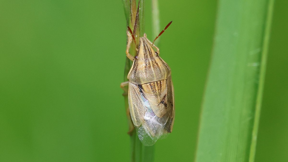 Marcus Nash on Twitter "Nice insects out in the garden yday in the sun