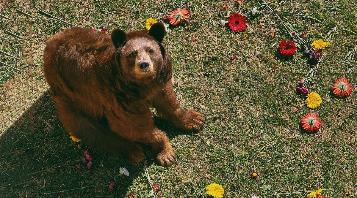 Unbreakable Bears tweet media