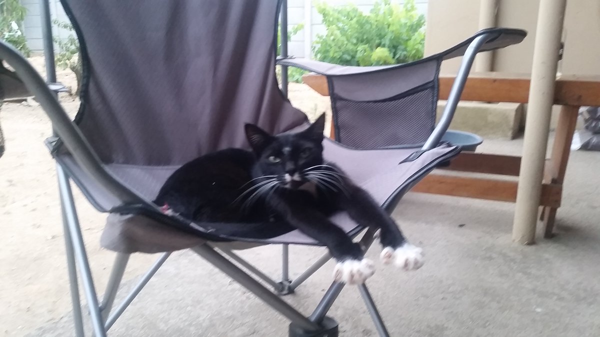 Isabel53813257's tweet photo. @Fiddle_Pub_Cat Hi https://t.co/eDiYLZCPQd