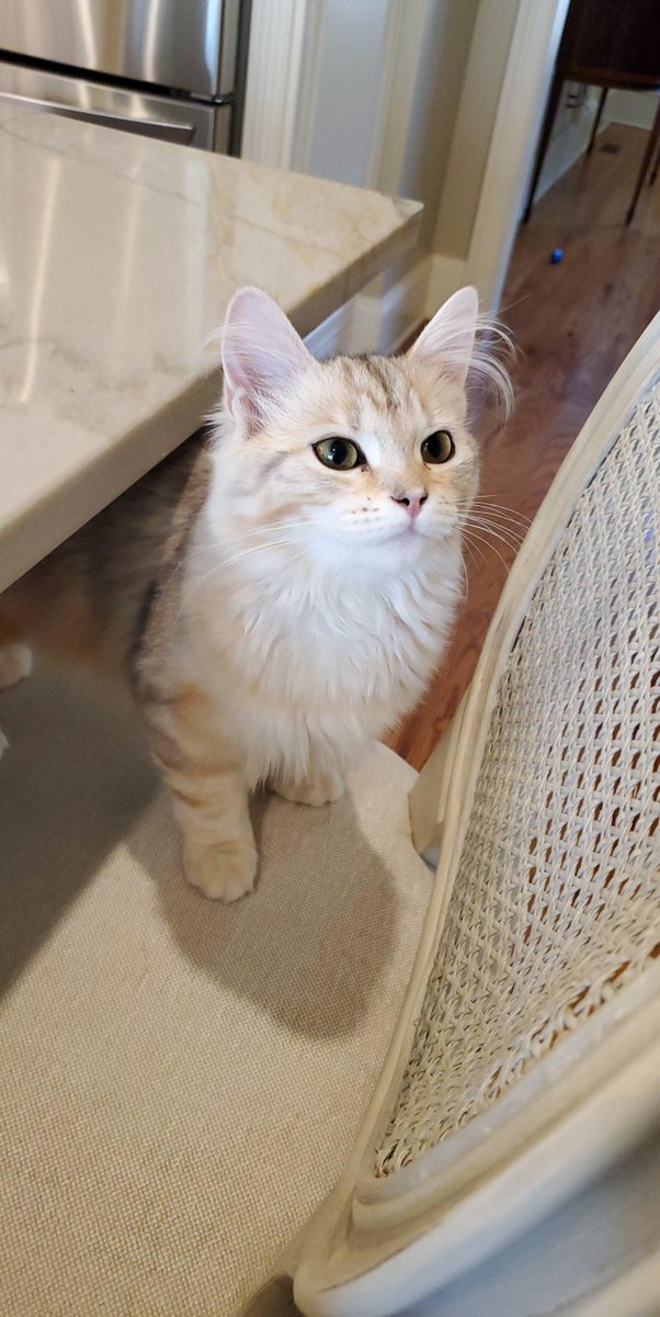 Daisy looking beautiful in the glorious morning sun #pets