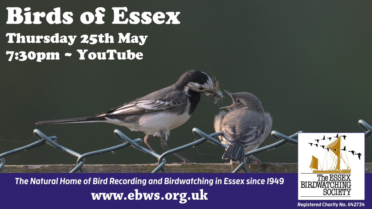 Essex Birdwatching Society (@ebwstweets) on Twitter photo This month's show is going to be EPIC! We review the Big County Birdwatch 2023, visit Holland Haven for a full site guide, reveal the winner of the #ebwsphotos competition & more. Watch LIVE from 7:30pm on Thursday here: youtube.com/live/G1OKOH86C… <a href="/EssexBirdNews/">EBwS Bird News</a> <a href="/BirdingHaven/">holland haven birding</a> #BoE This month's show is going to be EPIC! We review the Big County Birdwatch 2023, visit Holland Haven for a full site guide, reveal the winner of the #ebwsphotos competition & more. Watch LIVE from 7:30pm on Thursday here: youtube.com/live/G1OKOH86C… <a href="/EssexBirdNews/">EBwS Bird News</a> <a href="/BirdingHaven/">holland haven birding</a> #BoE