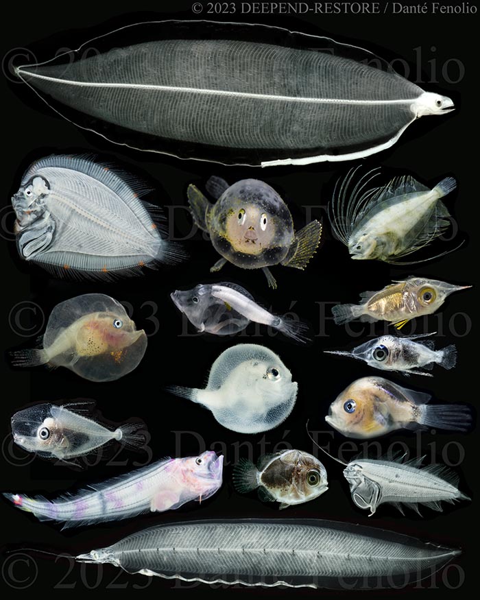 On this day, the International Day for Biological Diversity, lets celebrate larval fishes.