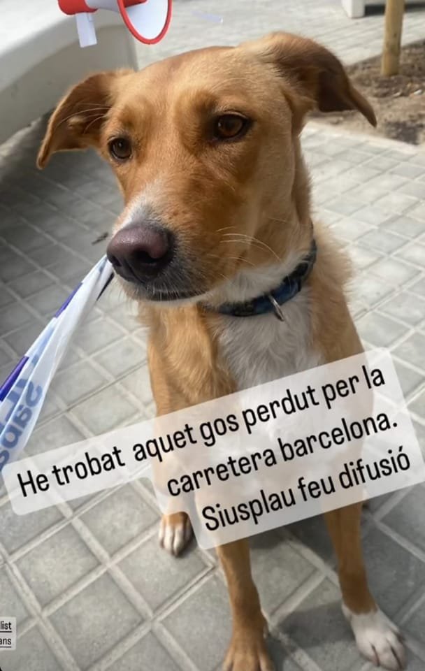 Nil_Cat1's tweet photo. #PetAlertCatalunya #FemXarxa #XarxaBarcelonaTrobats @pont_roma
ATENCIÓ SABADELL
🔴🔴🔴🔴🔴🔴🔴🔴🔴
S'HA RECOLLIT A AQUEST GOSSET PER LA CRTA. DE BARCELONA, DERIVAT A LA PROTE DE SABADELL, Telèfon: 937 26 72 27 - EL CONEIXES ?? https://t.co/bAET39dmzh