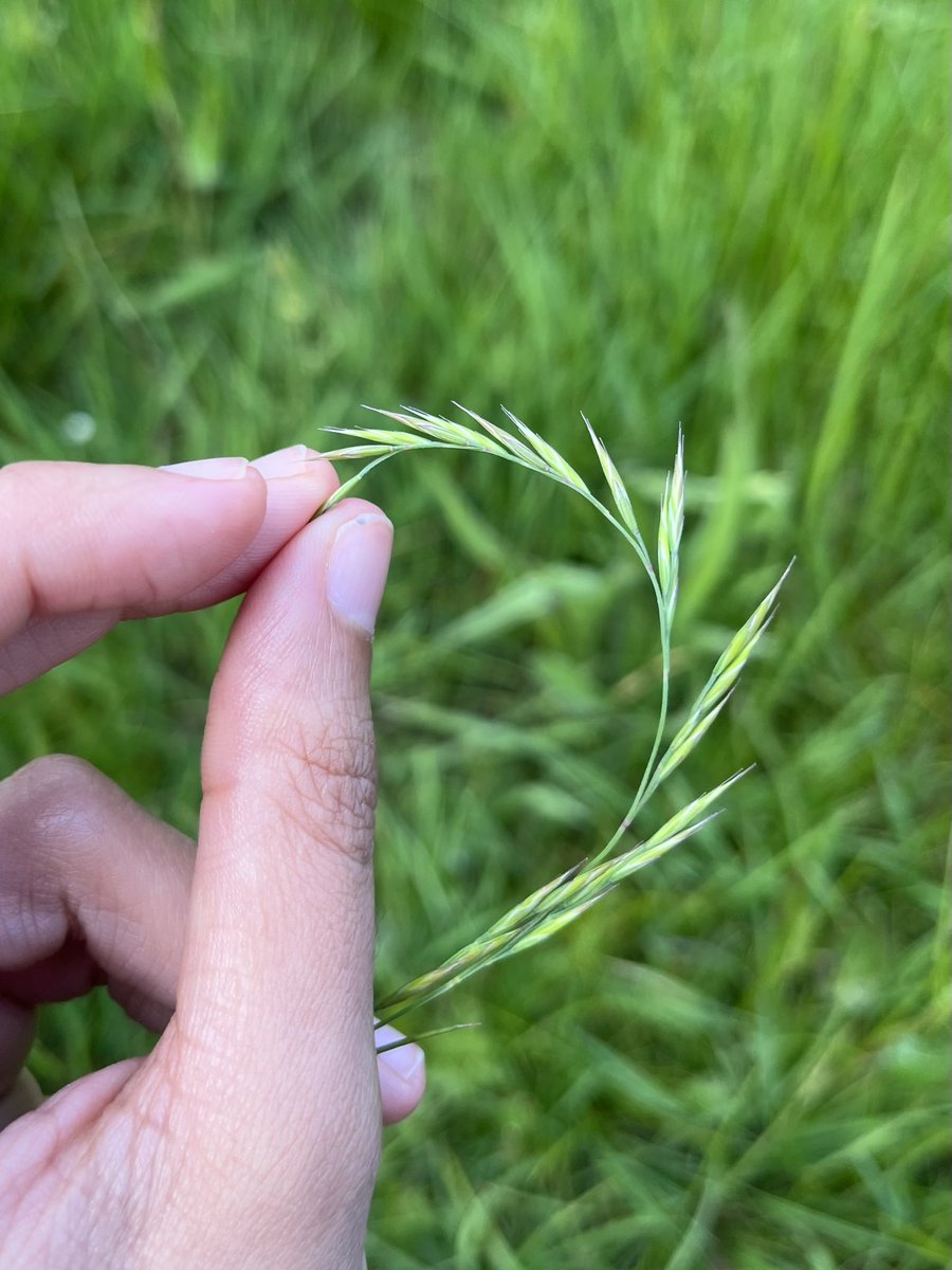 An interesting couple of weeks.. A Brushcutter course to assist with the implementation of nest fences, reducing predation for ground nesting Curlew on behalf of <a href="/WWTconservation/">WWT Conservation</a> and a Grass ID course to more accurately map Gloucestershire for <a href="/gloswildlife/">@Gloucestershire Wildlife Trust</a> HabiMap programme.