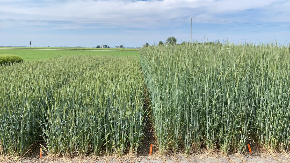 hybridryegirl's tweet photo. Two hybrid rye varieties with two very different purposes. My job is so cool. #hybridrye #ryevolution https://t.co/aT9pHaHjry