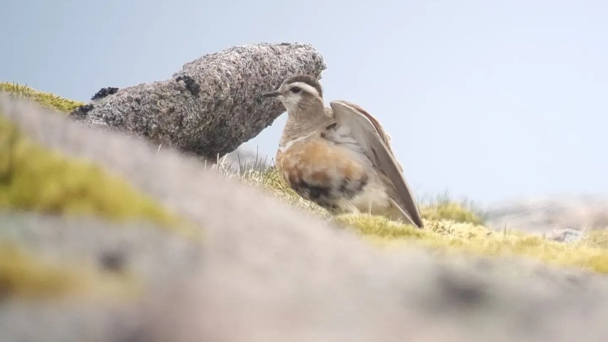 Malcolm O'Reilly tweet media