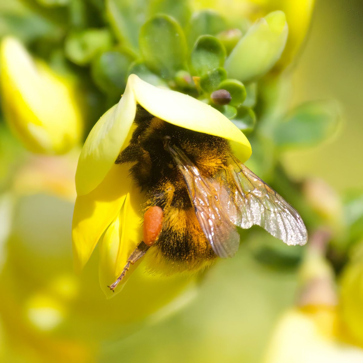 ArianJacobs's tweet image. Eens even wat anders dan vogels. De brem bloeit in onze tuin en deze #tuinhommel heeft een feestmaal #natuur #insecten