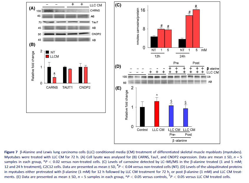 Very cool study 

'Treatment with β-alanine, a carnosine precursor, enhanced endogenous carnosine production and decreased ubiquitin-linked protein degradation in LLC-CM treated myotubes.'