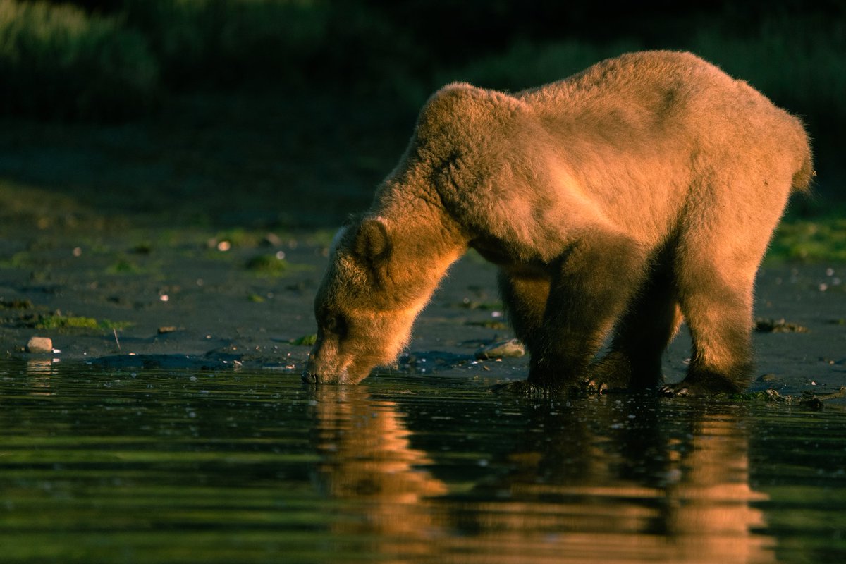 ganyfx's tweet photo. Grizzly bears of Khutzeymateen
#khutzeymateengrizzlysanctuary #khutzeymateenwildernesslodge #khutzeymateen 
#grizzlybear #bearsofinstagram 
#sonyalpha #sunset #drinkingwater 
#britishcolumbia 
@sonyalpha @khutzlodge 
@wildplanet.photo https://t.co/JnTzpNq9vh