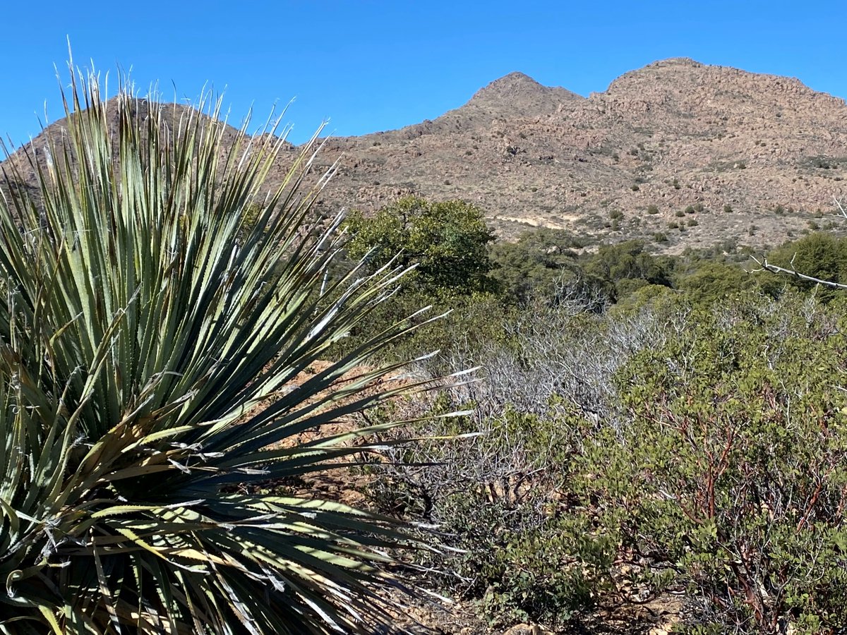 Thank you @USDA and @ForestService for pausing plans to destroy the sacred Indigenous lands and wildlife habitat of #OakFlat with a mega copper mine. Now it's time for @POTUS to announce permanent plans to #ProtectOakFlat. More @Reuters 
buff.ly/41U5nUs