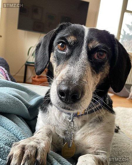 stmz_ch's tweet image. #Hund #vermisst stmz.ch/306617 4132 #Muttenz weiblich gefleckt Schwarz Braun Weiss