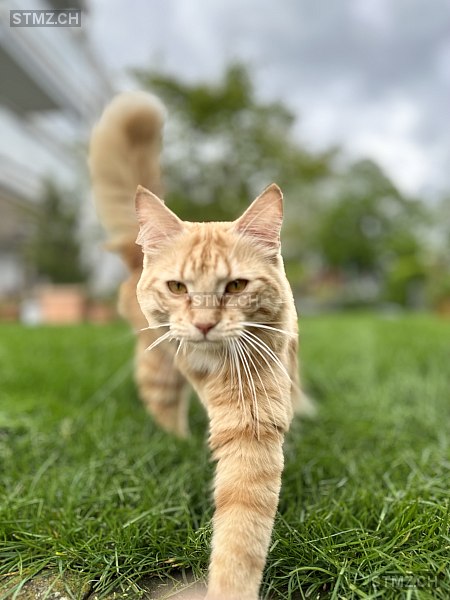 stmz_ch's tweet image. #Katze #vermisst stmz.ch/306619 9443 #Widnau männlich getigert Weiss Rot/Orange kurzhaar