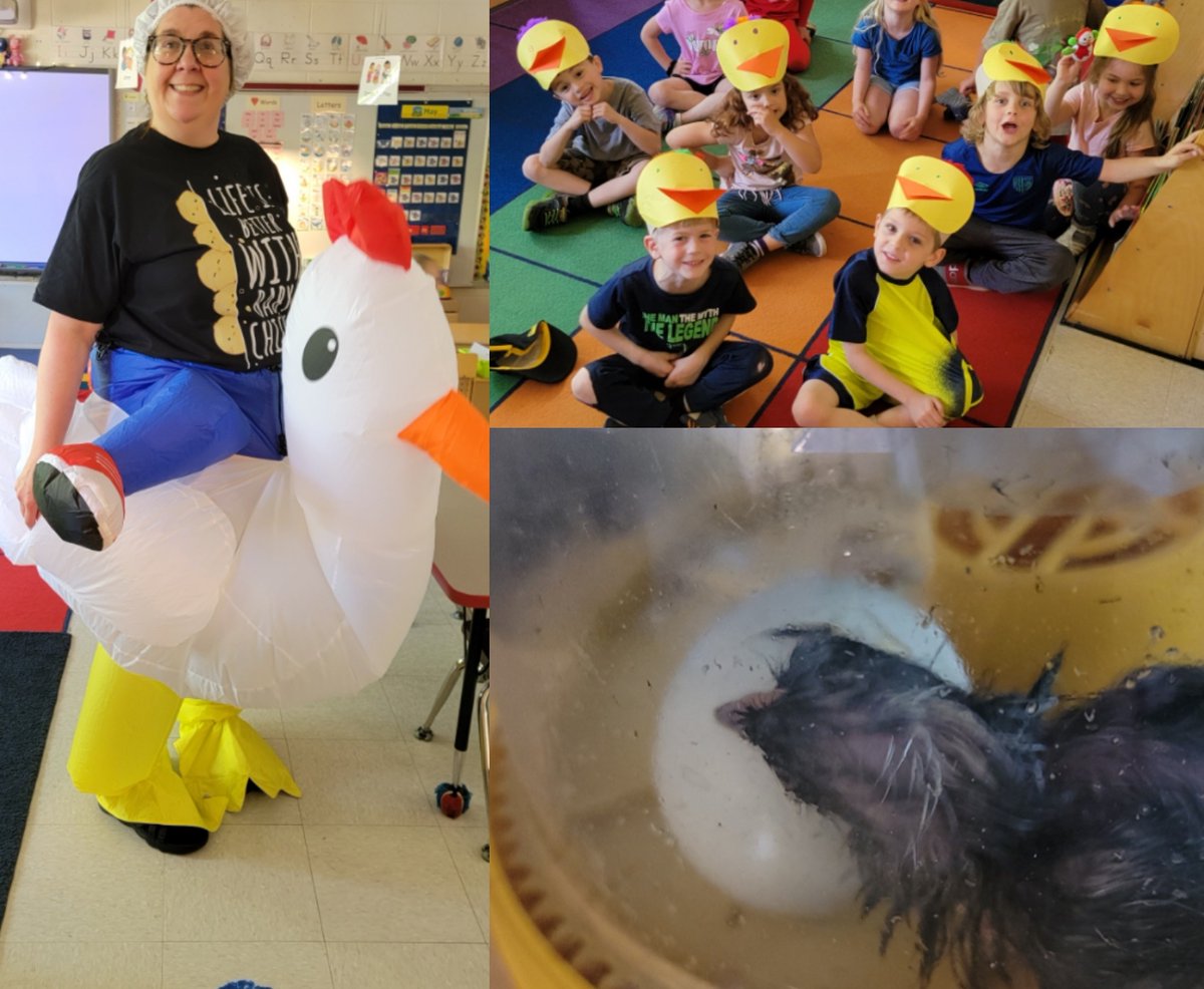 ashfordschoolct's tweet photo. The chicks are here! https://t.co/1NBjEjOb7p