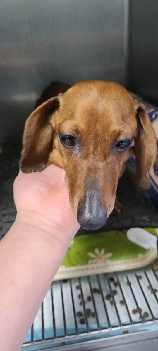 🥰🥰🥰🥰🥰🥰
Tilly has passed her titre test. Hopefully she will travel to the UK in August. Keep your eyes peeled for her adoption coming up soon.
#wegotthis
#nodachshundleftbehind