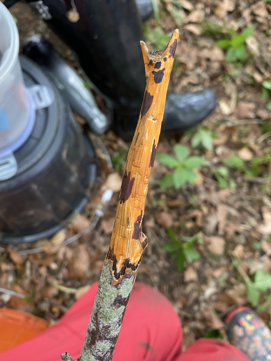 GGPrimary's tweet photo. Whittling in the woods at #forestschool.
#woodworkinthewoods https://t.co/bHOSiFDW7T