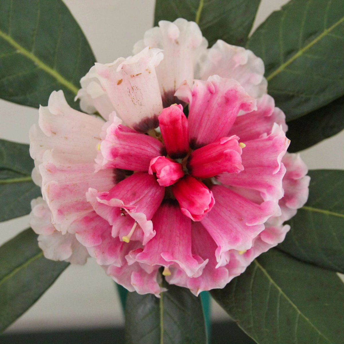 luceinthegarden's tweet photo. Rhododendron falconeri ssp. eximium, picked @BodnantGardenNT, won best in show @RCM_Group Centenary Show @Ness_Gardens a few weekends ago! 🏆

I had so much fun helping at my first competition! All the entries were stunning, it sure is an art form exhibiting plants. https://t.co/CwI0BVdZF5