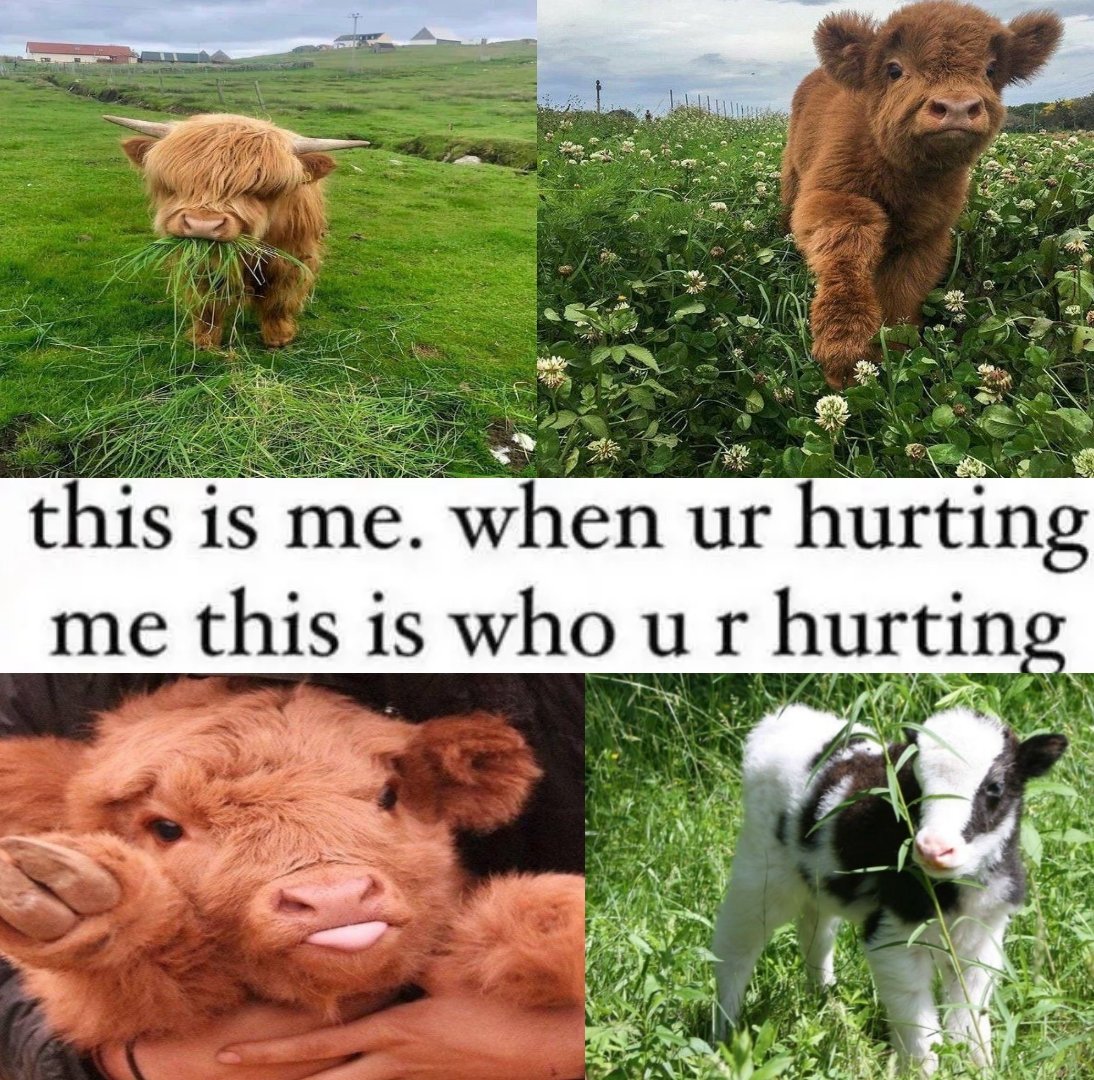 cow posting (@cowpostingg) on Twitter photo 