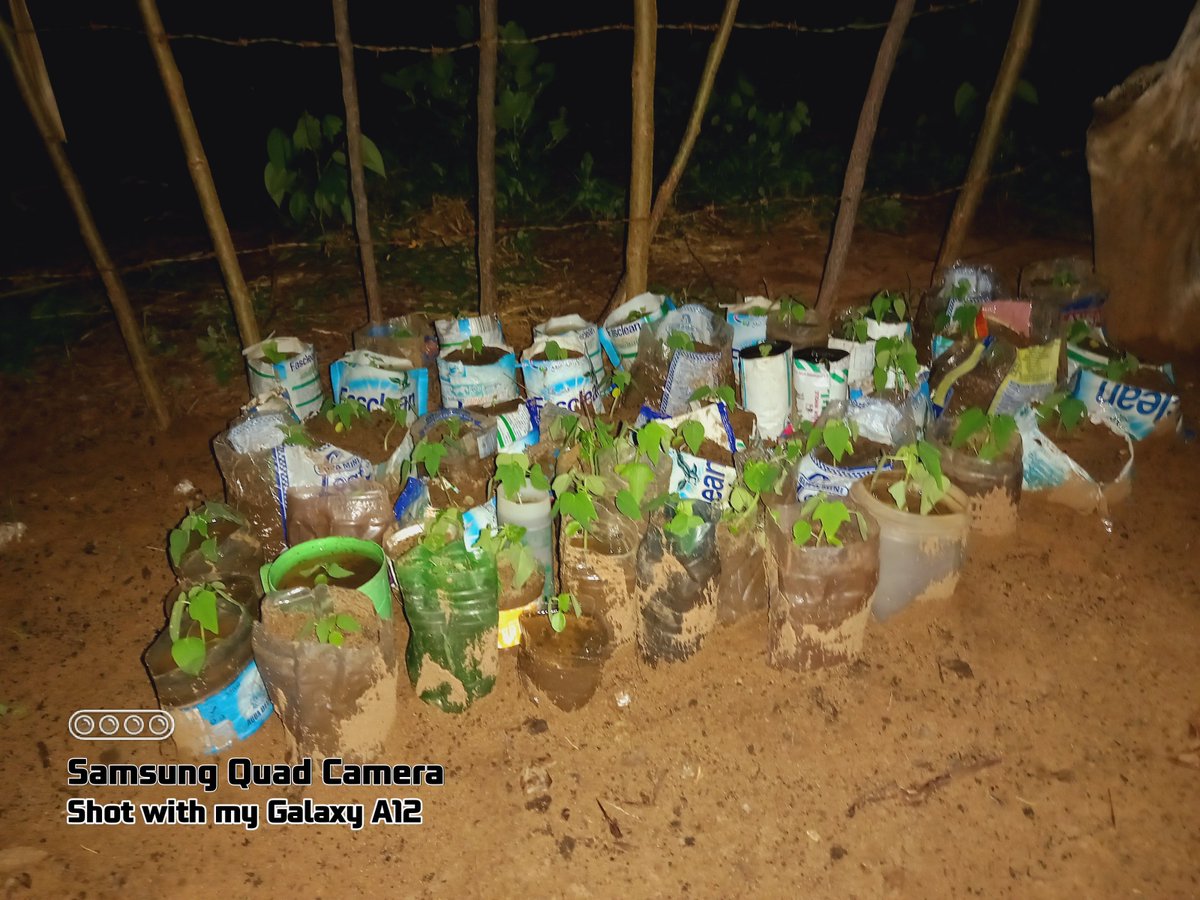 Madaraka003's tweet photo. Now got a plan to Re-Using the plastic rather than throw it and scatter it in the environment. Put 50 pawpaw seedlings in the plastic packets and bottles which I will share on 1st June for planting. #3adayinmay #plasticbusters #ClimateActionNow https://t.co/IAskI0MWEt