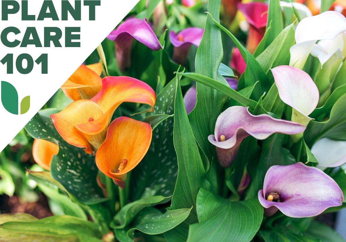 Do you love calla lilies? Here’s how to grow them in your #garden. #gardenchat  cpix.me/a/170075988