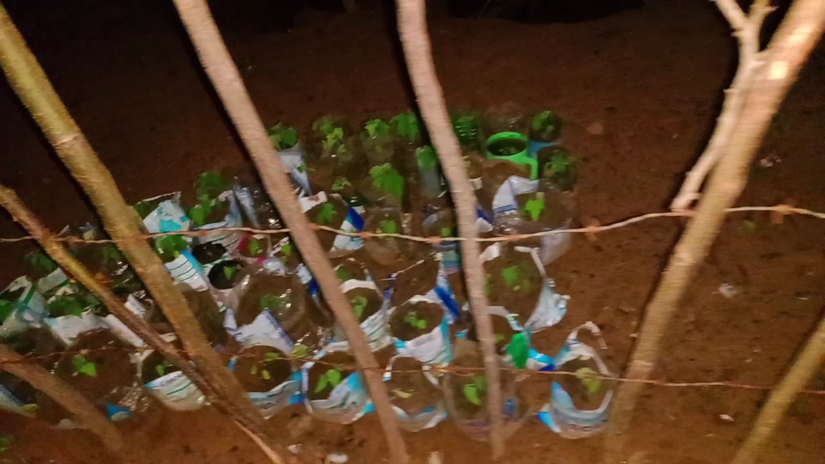 Now got a plan to Re-Using the plastic rather than throw it and scatter it in the environment. Put 50 pawpaw seedlings in the plastic packets and bottles which I will share on 1st June for planting. #3adayinmay #plasticbusters #ClimateActionNow