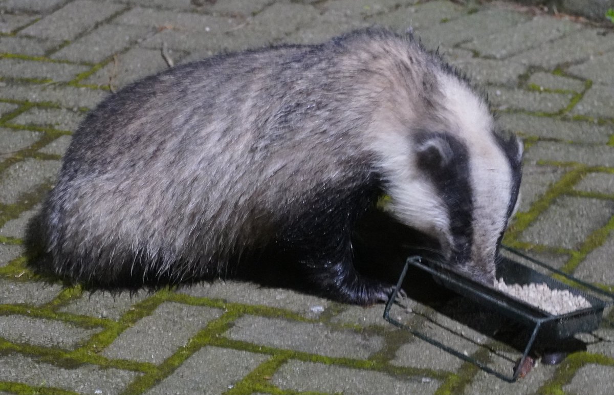 Feeding time at the badger buffet.
#TwitterNatureCommunity #badgerMonday #Badger #scottishbadgers