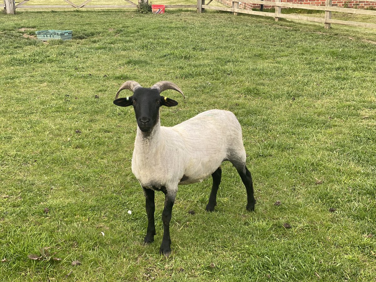 Nice to see some Grass and to get the wool off the sheep! #GoNative #rarebreeds #sheep