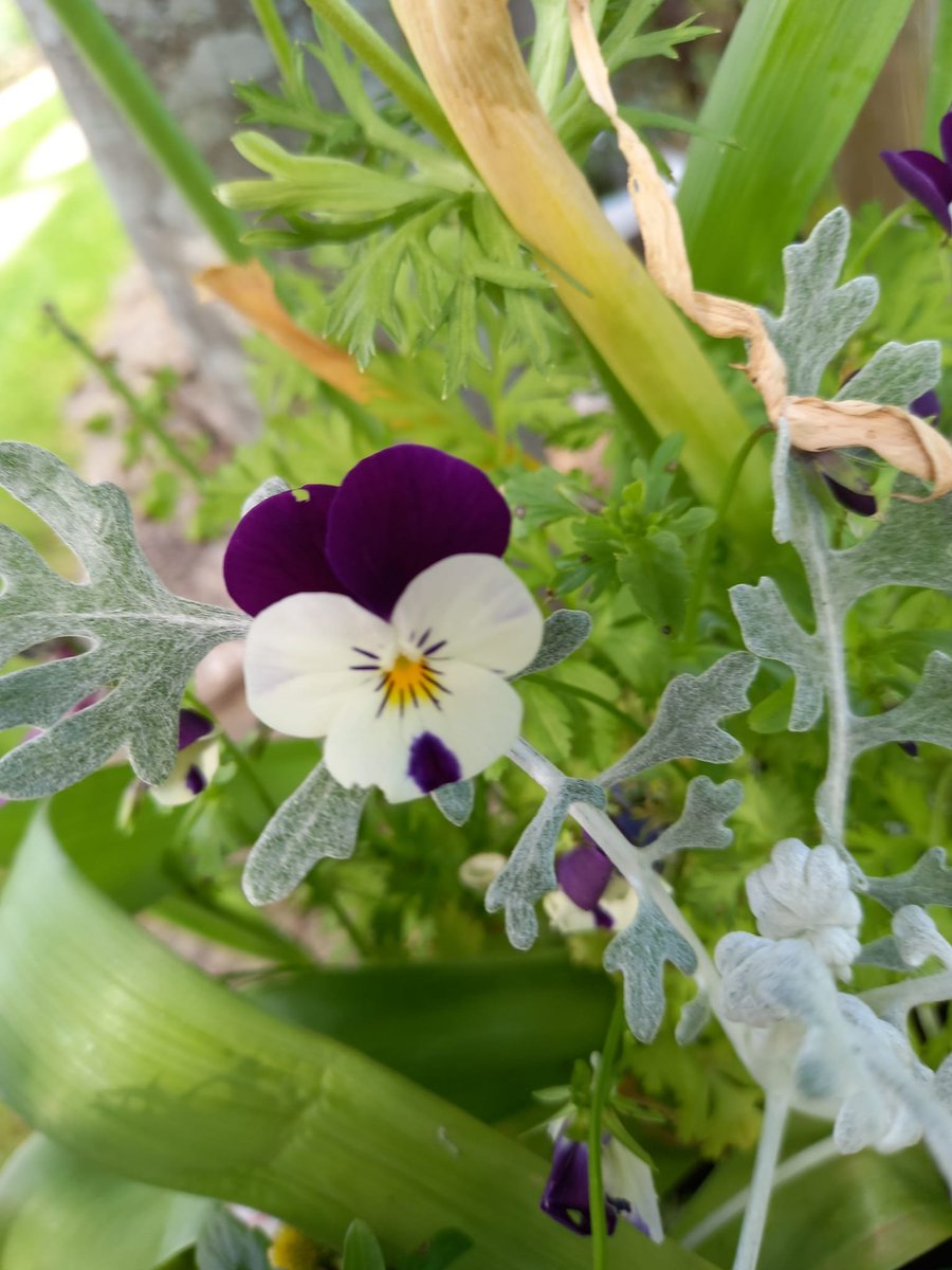 FerrazSmith's tweet photo. a beautiful afternoon @BridewellGarden 🌳 Open Day 🤗🌱🌷🍃🪷 #Flowers 💐#pond 🪷 #pansies 💜🤍💛 #sunshine 🌞#bluesky #SunnyDay 💛 https://t.co/ZG13mCaEZV
