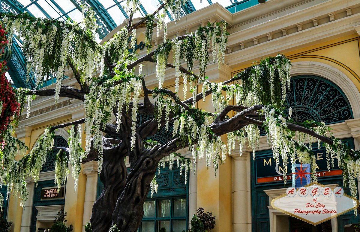 The unique feel never ends.

#Treasury #beautiful #tree #trees #swamp #nature #natural #leaf #leaves #display #BestOfTheDay #PhotoOfTheDay #ArtOfTheDay #LasVegas #SinCity #LasVegasStrip #strip