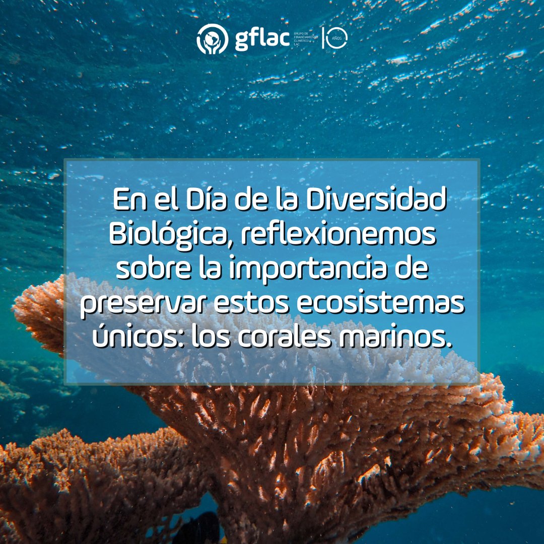 📆Día de la Diversidad Biológica🌍💚

Abrimos 🧵para reflexionar sobre la importancia de un ecosistema único: los corales marinos.