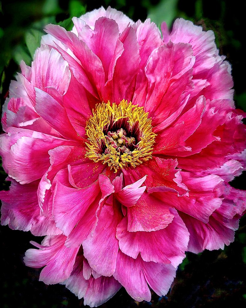 The largest flower in my garden...this spectacular tree peony is about to open!🌺 This is what the amazing beauty looked like last year. So excited to see her again! 💖🧚‍♀️💖🧚‍♀️ destinationcharming.com #peony #gardening #flowerphotography