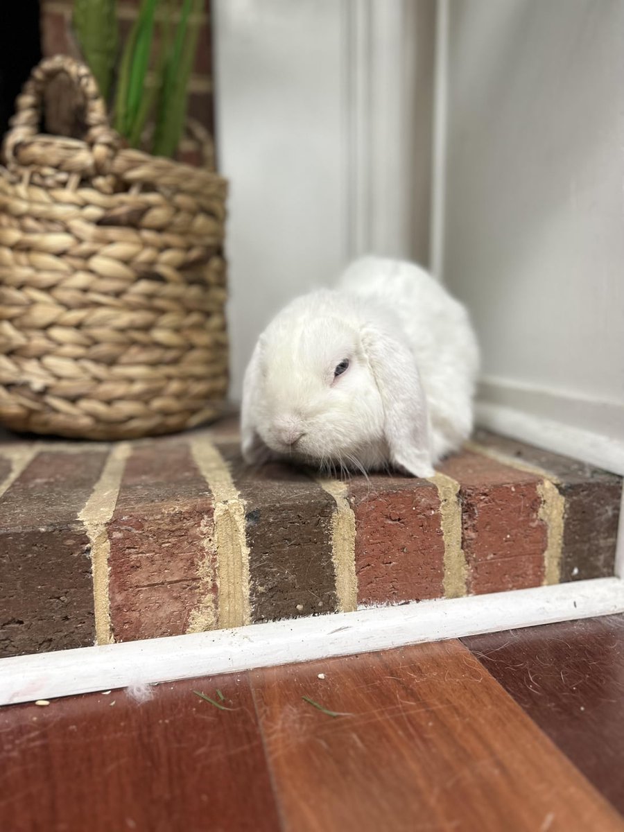 Any advice for a bunny who is an extremely picky eater, and struggles with teeth over growing? rabbitvideos.com/107247/any-adv… #Bunnies