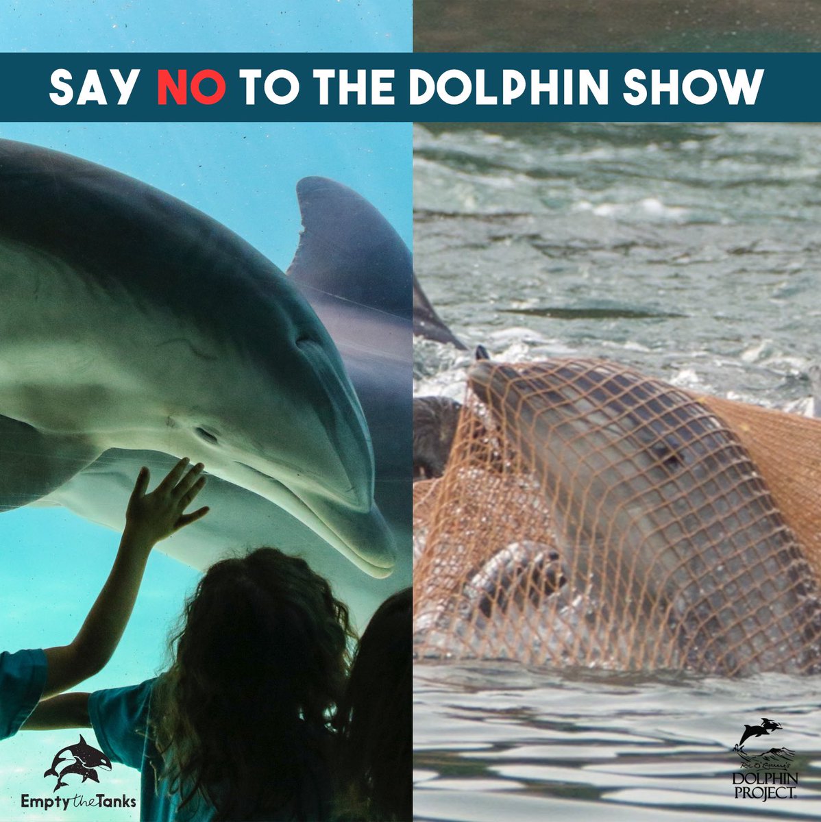 🚨TWEETSTORM TOMORROW on the opening day of the world's biggest marine park, Sea World Abu Dhabi. Let's say NO to captivity, to #animalcruelty, to tanks and to animal shows.  #DontBuyATicket #SayNoToCaptivity #emptythetanks #thanksbutnotanks #captivitykills #AnimalRights