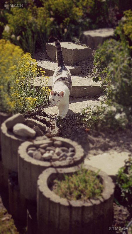 stmz_ch's tweet image. #Katze #vermisst stmz.ch/306620 9425 #Thal weiblich gefleckt Schwarz Braun Weiss kurzhaar