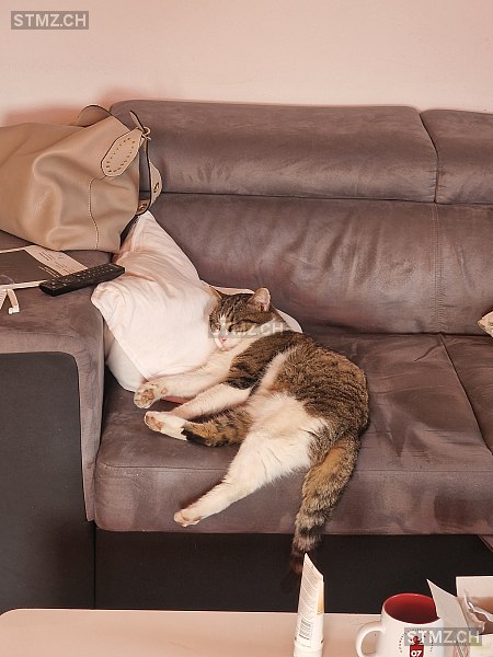 stmz_ch's tweet image. #Katze #vermisst stmz.ch/306621 3414 #Oberburg männlich getigert Braun Weiss Grau kurzhaar