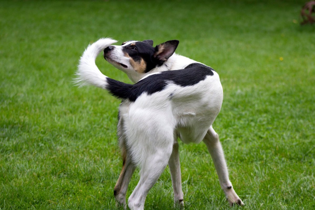 LuluNachos's tweet photo. ADHD and OCD are not only in humans, dogs can have them too! Canines experience hyperactivity, impulsive actions, and inattention. They have repetitive behavior problems as well. These behaviors could worsen their health and dog-human bond.  #39canimals https://t.co/vRWh2rB7Da https://t.co/zEKfzRWcpf