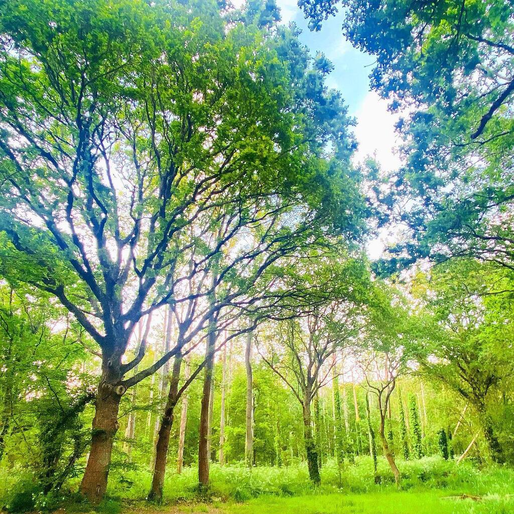 Forêt de #breizh 💚
•
•
•
#bzh #igersbretagne #naturephotography #nature #green #homesweethome #jevislaoutuparsenvacances instagr.am/p/CsjrxZVLfdO/