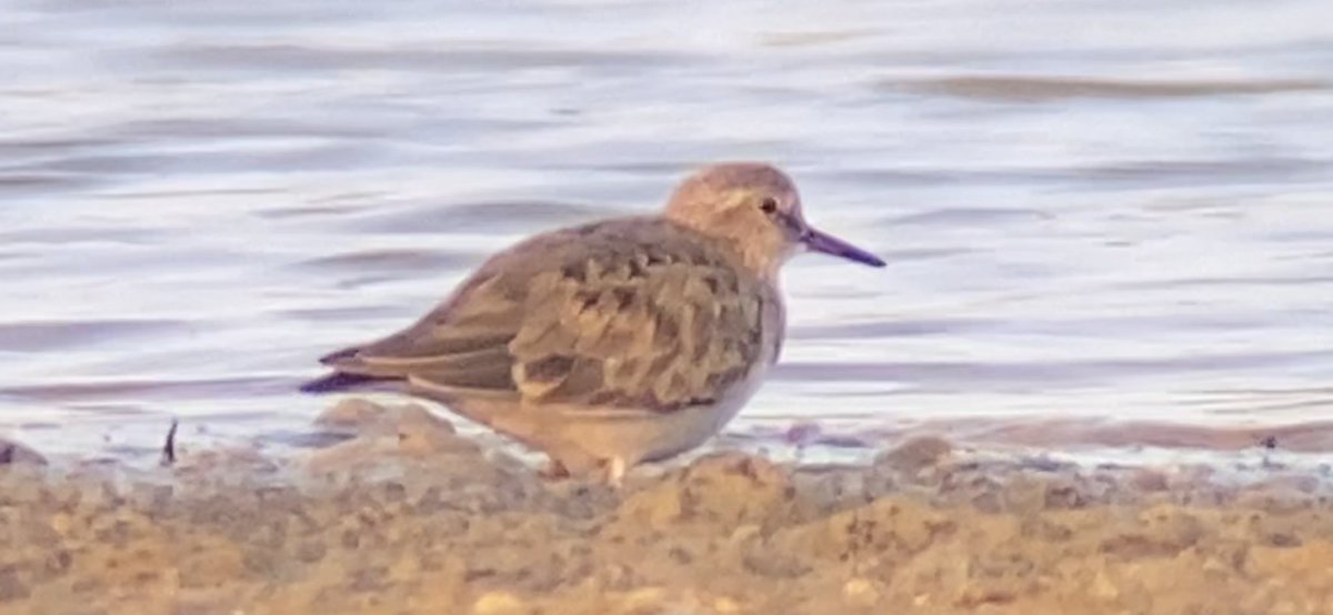 Temmink’s Stint #lmgp still there at sunset and thanks to @Adamdbassett who found & called the bird as it flew over and @simonsbirds who located it on the spit @WildMarlow1 @bucksalert @bucksbirdnews