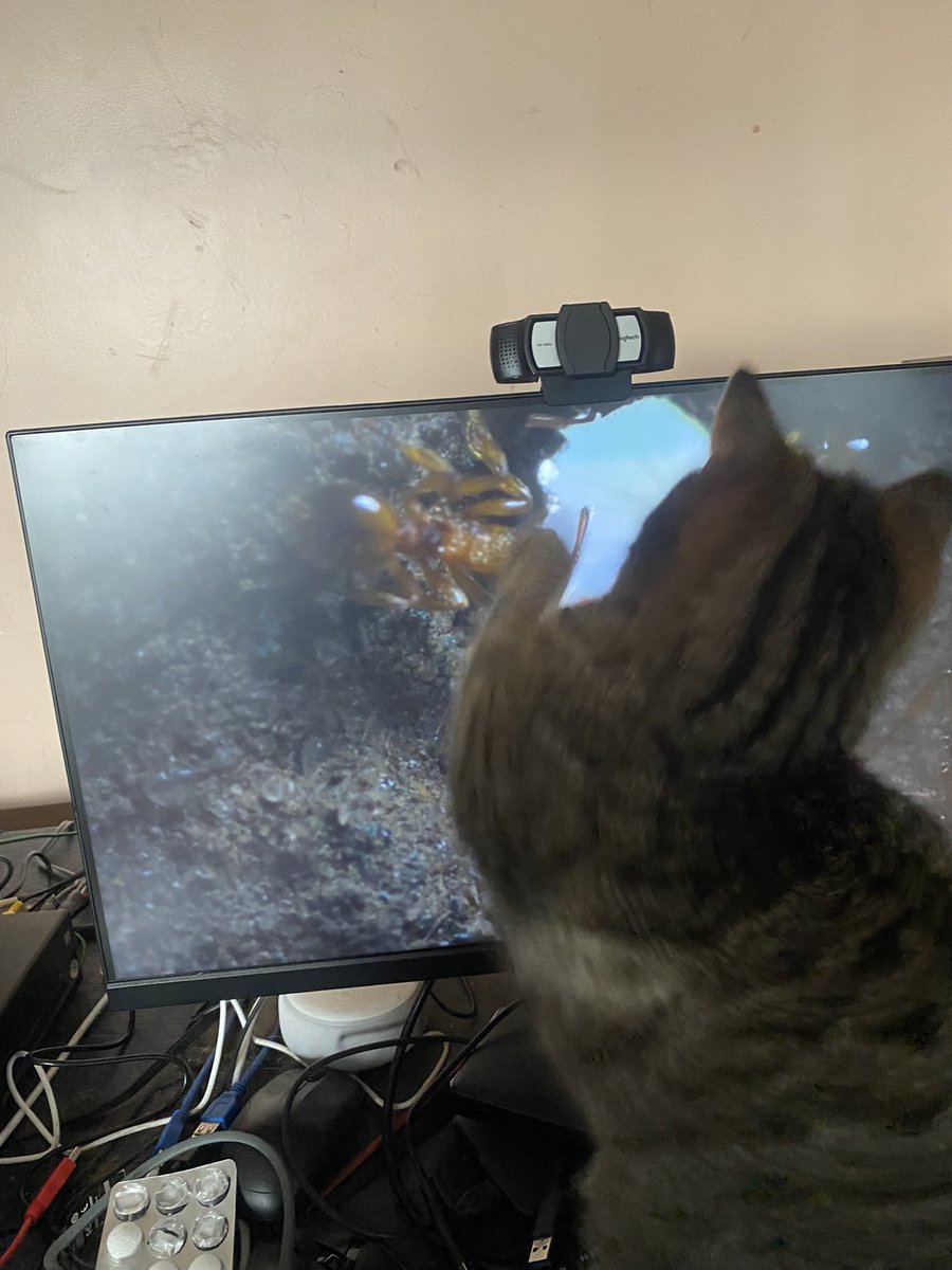 @BBCEarth my cat knows David Attenborough’s voice now and comes to see the interesting animals on screen!