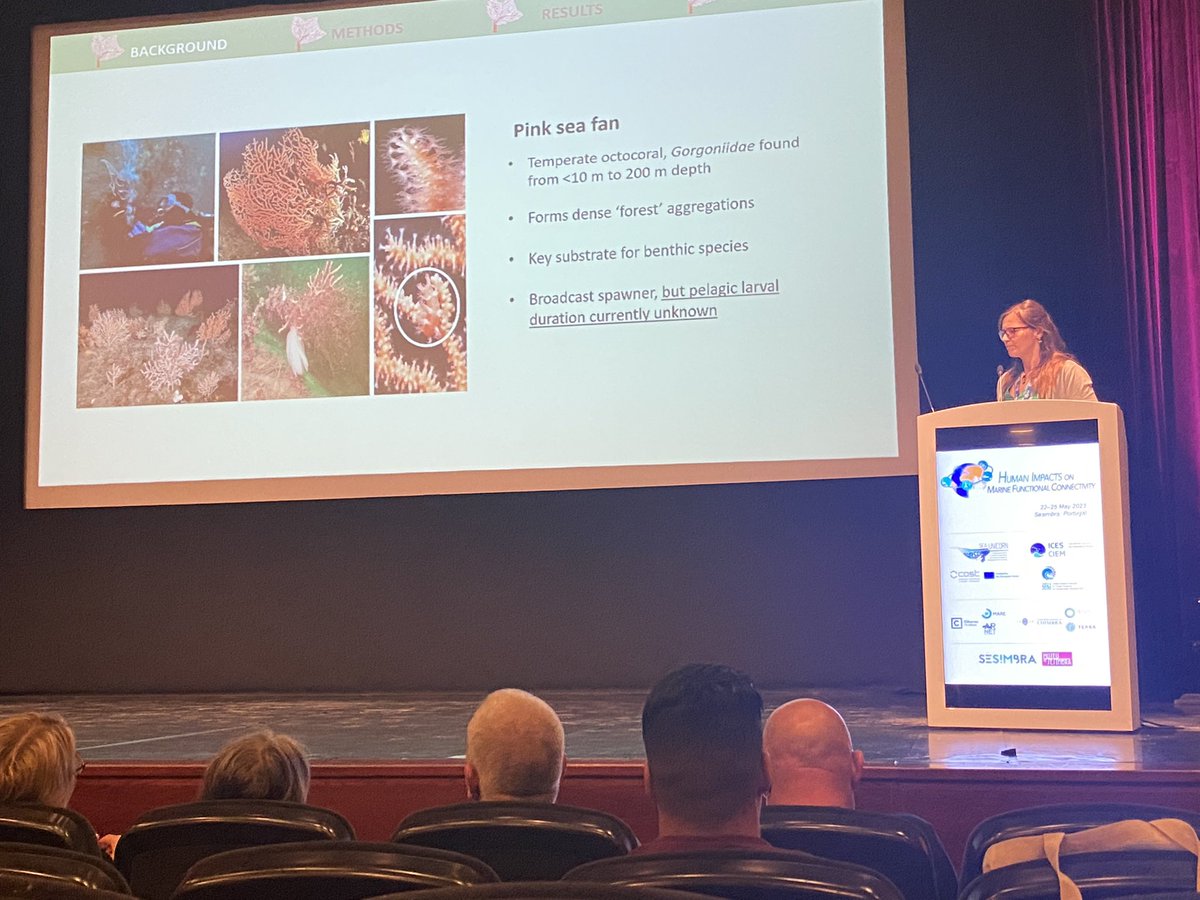 <a href="/ExeterEvo/">ExeterEvo</a> wunderkind <a href="/KirstyLMacleod/">Kirsty Macleod</a> treats the @ICES_ASC <a href="/SeaUnicorn2020/">Sea-Unicorn</a> delegates at #ImpactsMFC to her exciting genetic structure &amp; dispersal modelling analyses on Pink sea fan. Fab work that represents a real leap in knowledge on this protected indicator species.
🤓🪸🌊👩🏼‍🔬🙌