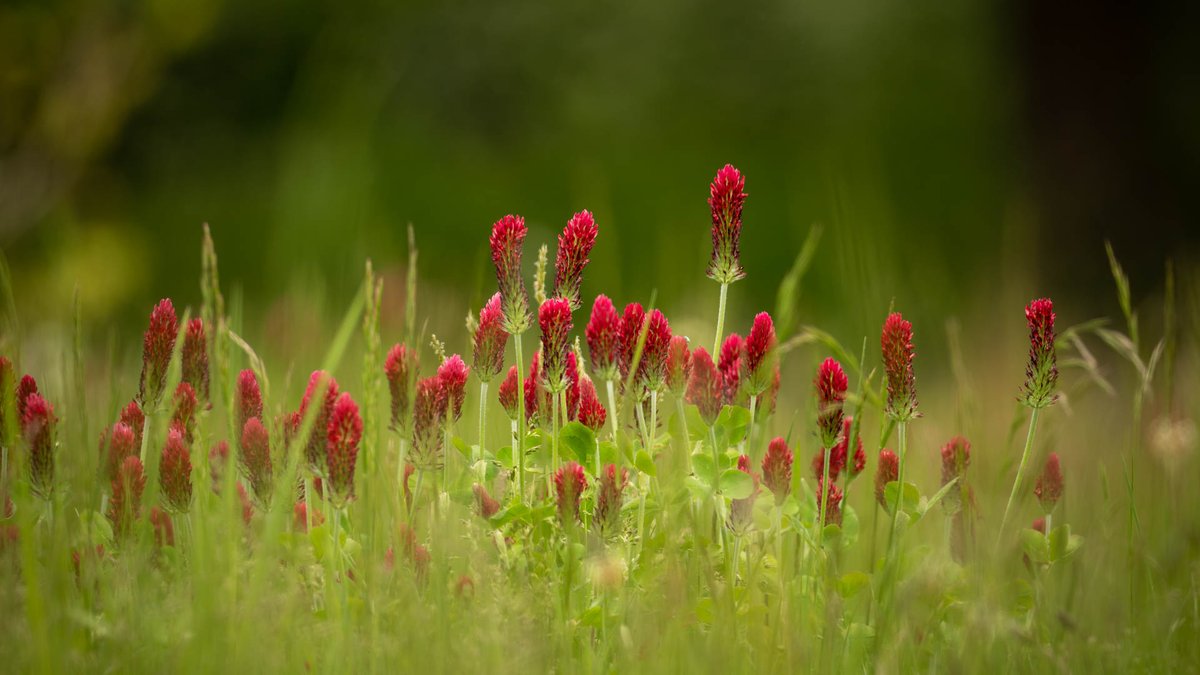 Crimson clover at RHS Wisley
#FSPrintMonday #appicoftheweek