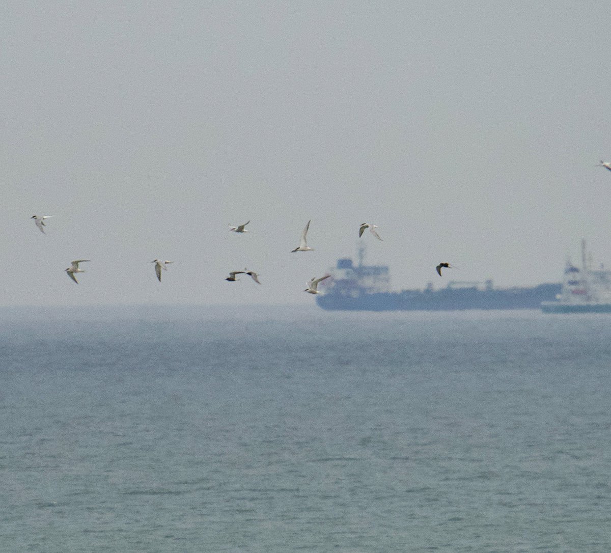 A nice belated sea watch at Dungeness this evening: Difficult to separate Terns feeding off the point from those passing thro. 11 Black Terns (E), (inc 1 group of 5), 80 Kittiwakes (inc 1 group of 32), 3 Little Terns, 11 Sanderling, 7 R.Plovers many flocks of Common Terns.
