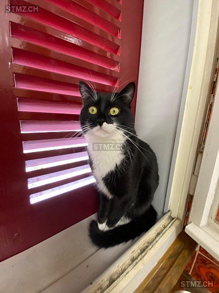 stmz_ch's tweet image. #Katze #vermisst stmz.ch/306622 3506 #Grosshöchstetten männlich gefleckt Schwarz Weiss kurzhaar