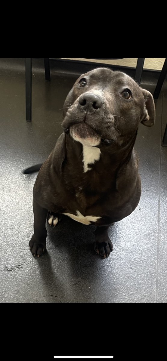 Please retweet to help Rocky find a home #SHEFFIELD #UK 
Large Staffordshire Bull Terrier Cross aged 10 months. Found as a stray, he's in the council pound, please call them for info. He will need time and training and gets on with other dogs.

DETAILS👇
ineedahome.co.uk/dogs/13348-roc…