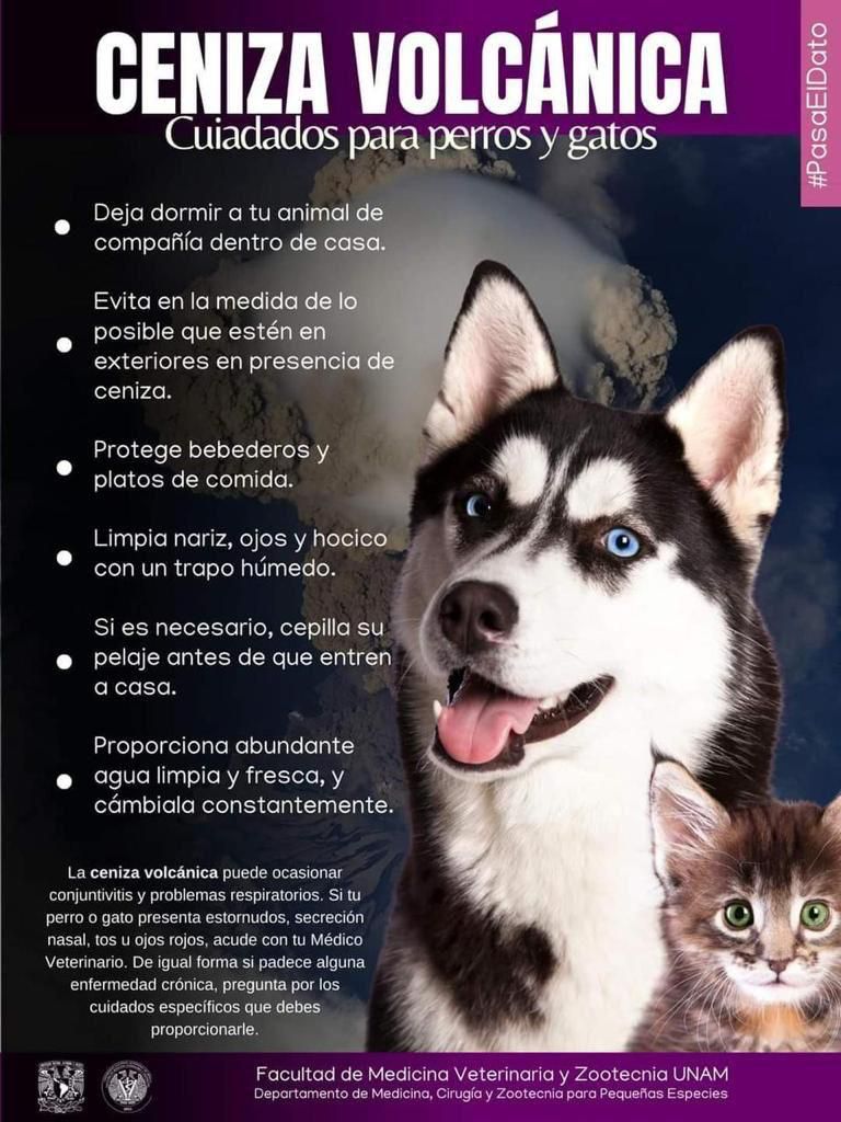 AnimaNaturalisMéxico tweet media