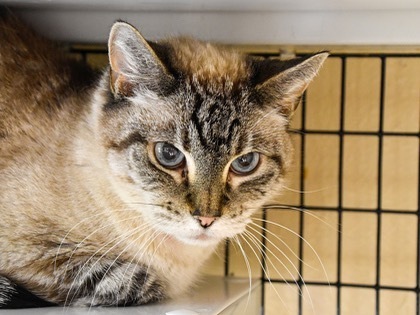 Grumpkin is a ten-years-young stunning Siamese queen. This lady deserves her own coronation as the royalty of your house. She goes home spayed, vaccinated, and microchipped, and the shelter is open to walk-in adopters Monday-Saturday 11am-5pm. 

#caturda… instagr.am/p/CsjuwNQvZZv/