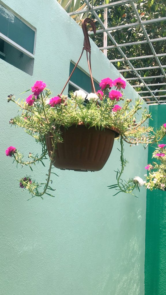 Intenso calor... Lo bueno es que mi mamá está contenta con sus flores