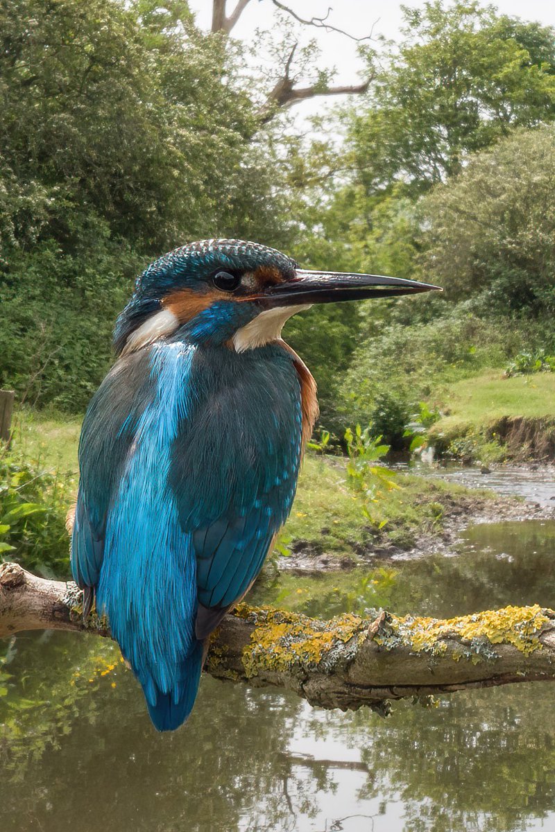 4 years ago today, I captured this kingfisher using a wide angle focal length. It gives a very different feel to all the telephoto shots. What do you think?