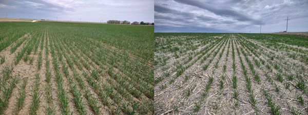 KansasWheat's tweet photo. Test for nitrates in failed #wheat before grazing from @KStateAgron https://t.co/7eD7PjkAwU https://t.co/V3Kkt15KYw